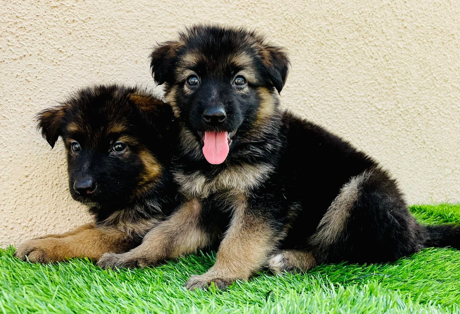 how much does a german shepherd cost in india