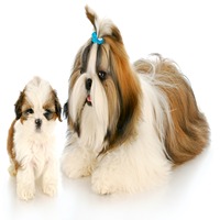 Shih Tzu for sale in Lucknow
