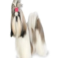 Shih Tzu price in Ludhiana