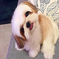 Shih Tzu price in Coimbatore