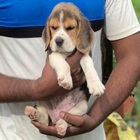 beagle dog breeders in Panaji-Goa