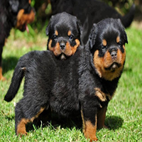 Rottweiler For Sale in Amritsar