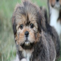 Lhasa Apso Puppies for Sale in Goa