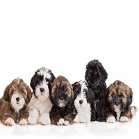 Lhasa Apso Puppies for Sale in Rajkot