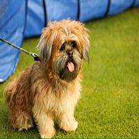 Lhasa Apso pet shop in india