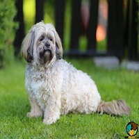 Lhasa Apso Puppies for sale in Chandigarh