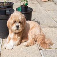 Lhasa Apso Puppies For sale in Ulhasnagar