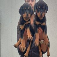 Doberman Puppies for sale in Rajkot