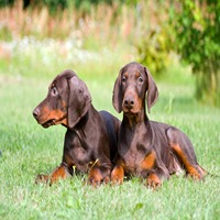 Doberman For Sale In Tirunelveli