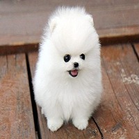 Toy Pomeranian for sale in Kanpur