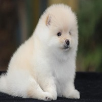 Toy Pomeranian for sale in Lucknow