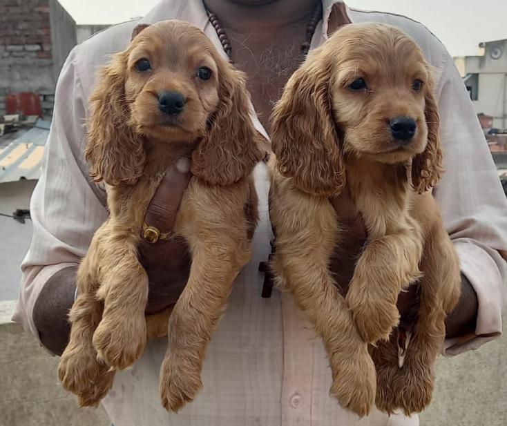 Healthy and Lovely Cocker Spaniel for sale in Hyderabad.