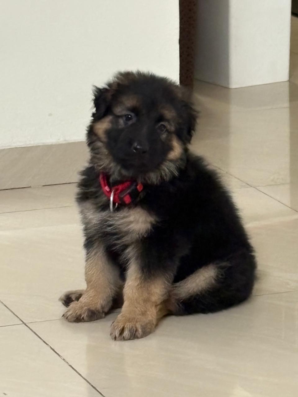 Top German Shepherd Breeders In India Original Jarman Safed Dog