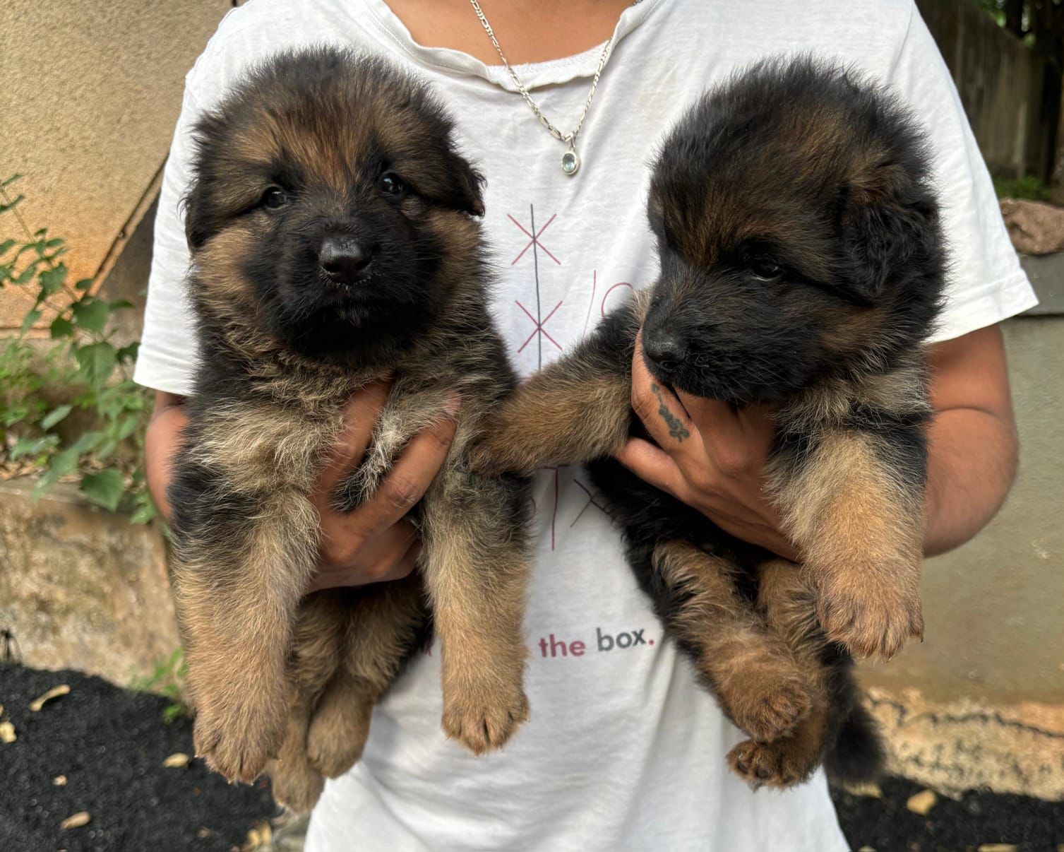 Long Haired German Import German Shepherd Puppies German