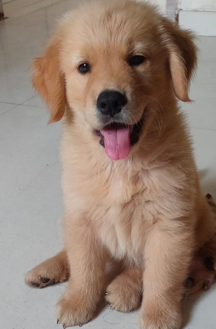 Rehoming Fee Golden Retriever Puppies Near Me Craigslist Golden