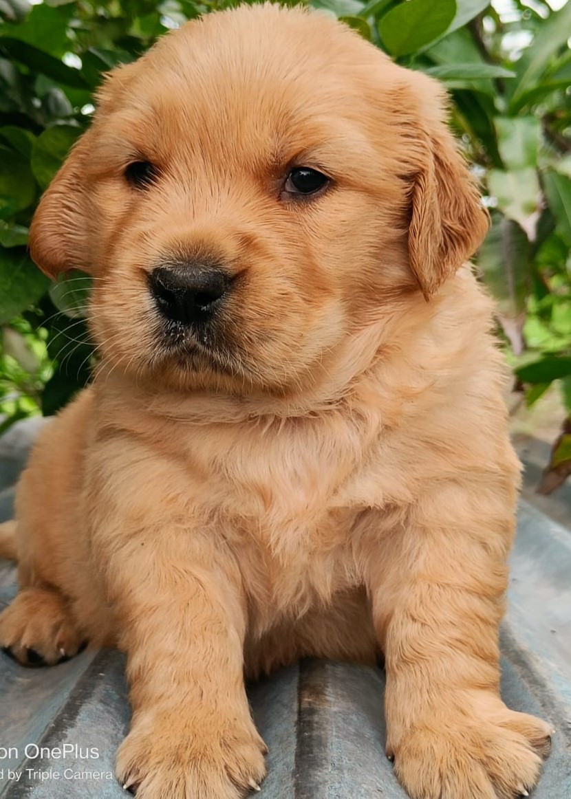 Golden Retriever Large Dog Breed Puppies For Sale Brown Golden