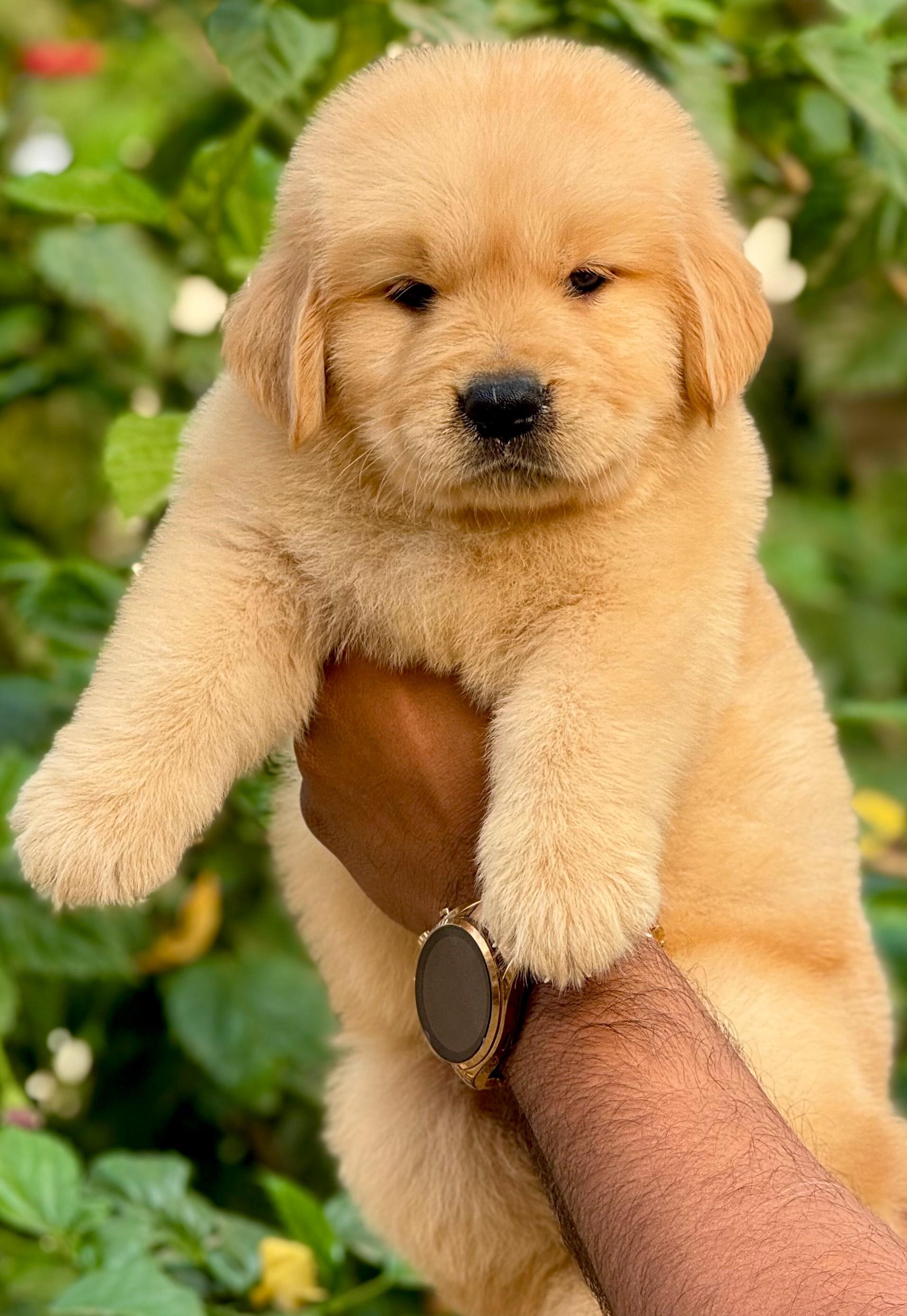 Male Red Bone Puppy Golden Retriever Price In Mumbai Premium Pet House