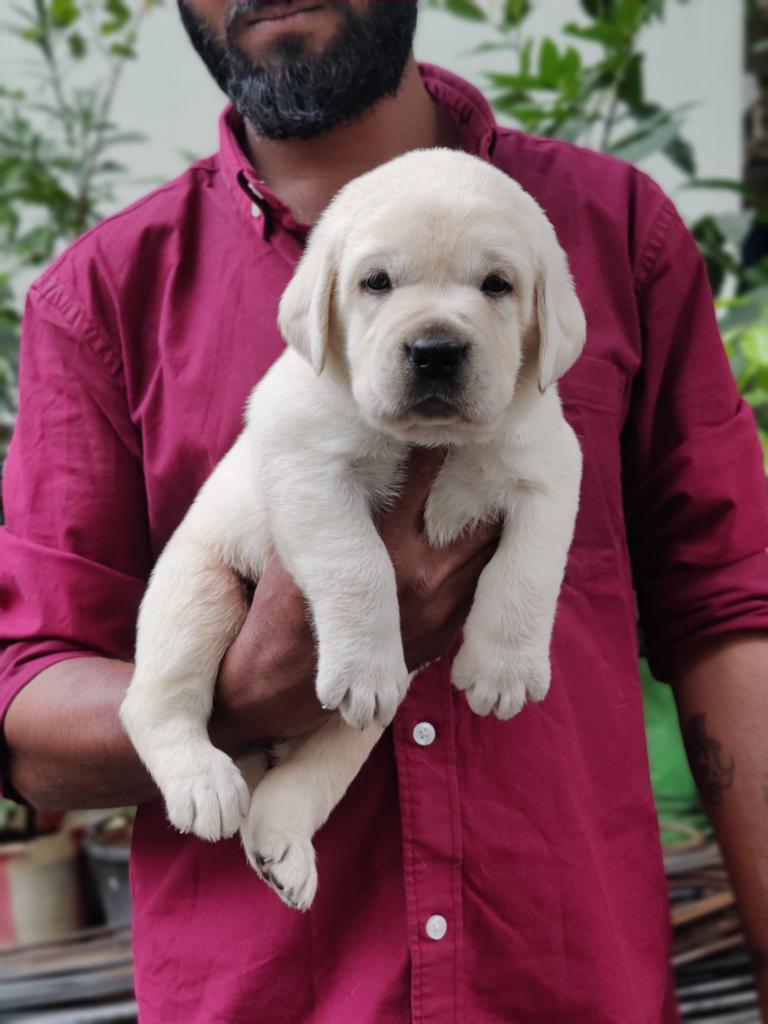 labrador retriever female price in Panaji-Goa