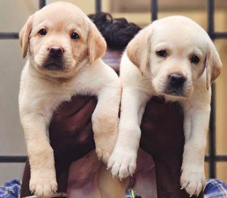 labrador retriever male price in Panaji-Goa