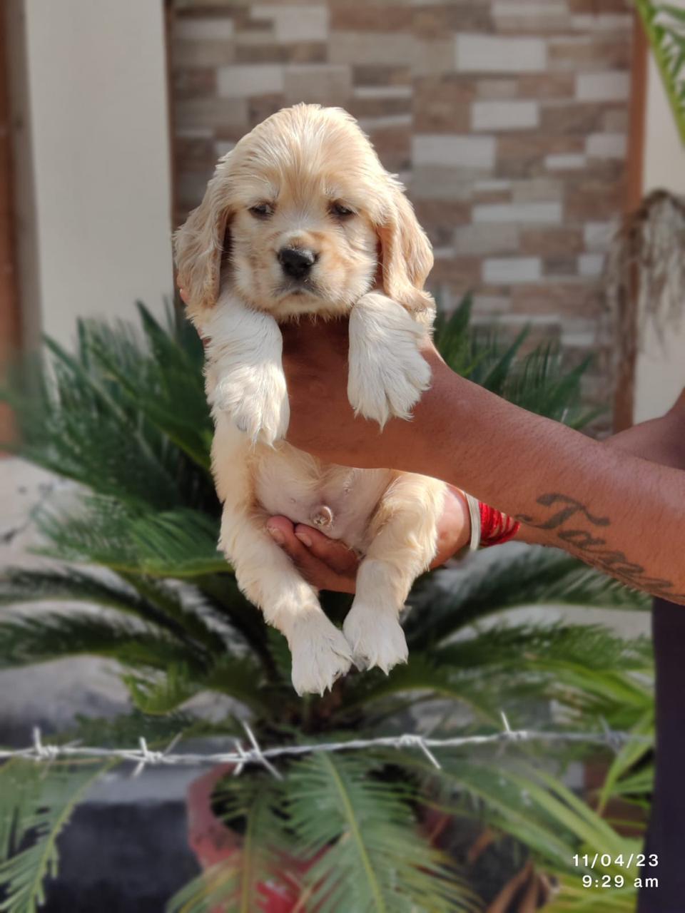 labrador retriever puppies for sale in Panaji-Goa