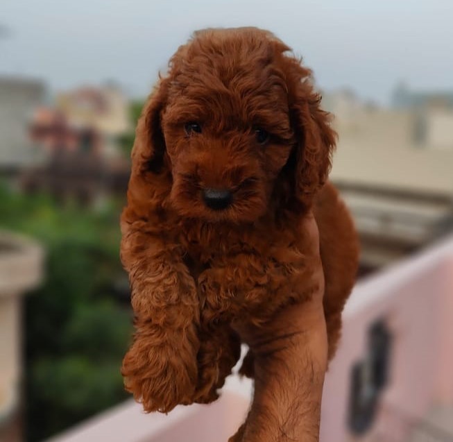 poodle purchase in Panaji-Goa