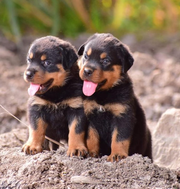 rottweiler female price in Panaji-Goa