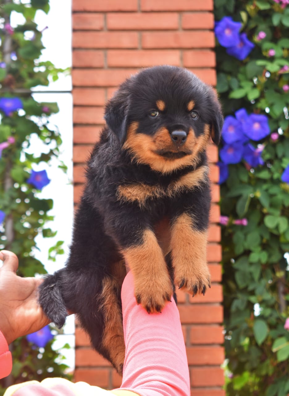 rottweiler puppies for sale in Panaji-Goa