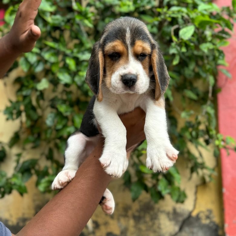 Beagle price in Bangalore