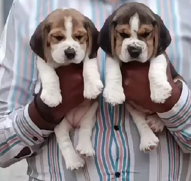 Beagle puppies for sale in Bangalore