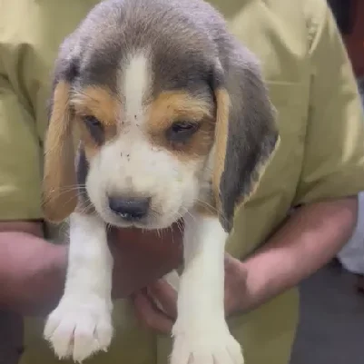 Beagle dog price in Bangalore