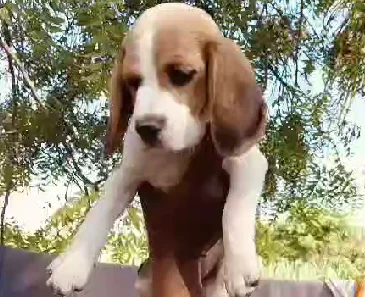 Beagle dog for sale in Bangalore