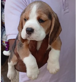 Beagle puppy for sale in Bangalore