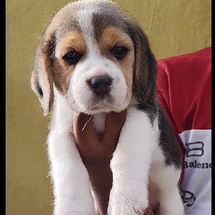 beagle price in visakhapatnam andhra pradesh