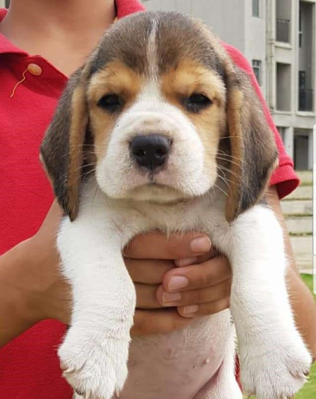 beagle price in visakhapatnam andhra pradesh