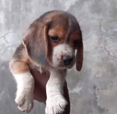 Beagle Puppies Available at affordable price in chennai.