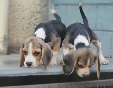 Beagle Puppy Price In Chennai.