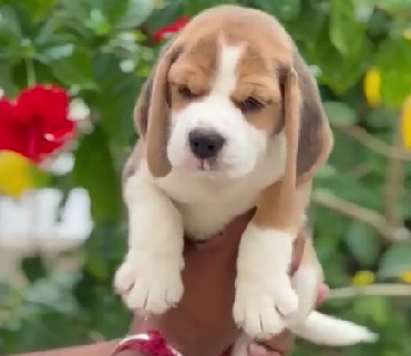 Beagle Puppies for sale in Hyderabad