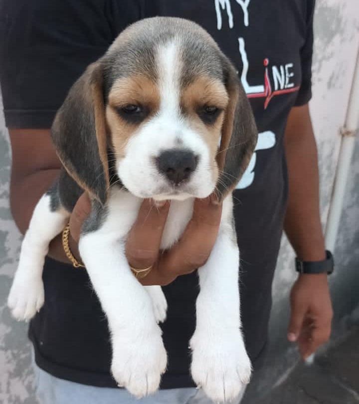 Beagle male puppy price in India