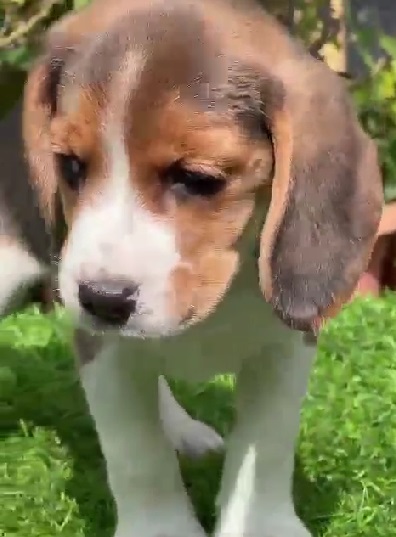 Beagle Puppy Price in Chennai