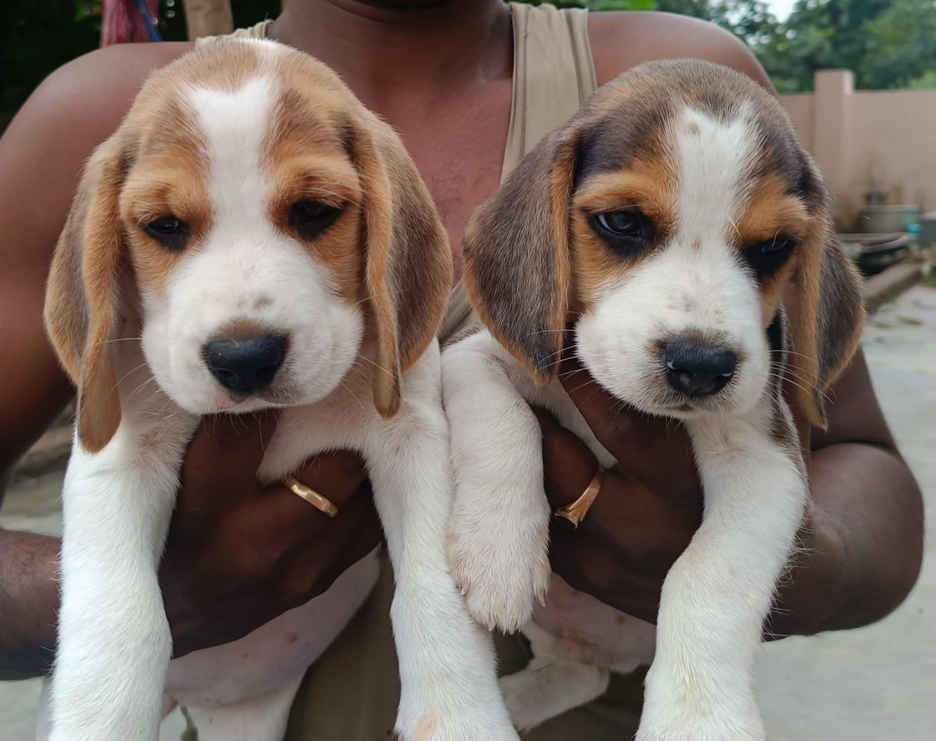 Beagle Puppy Price in Indore