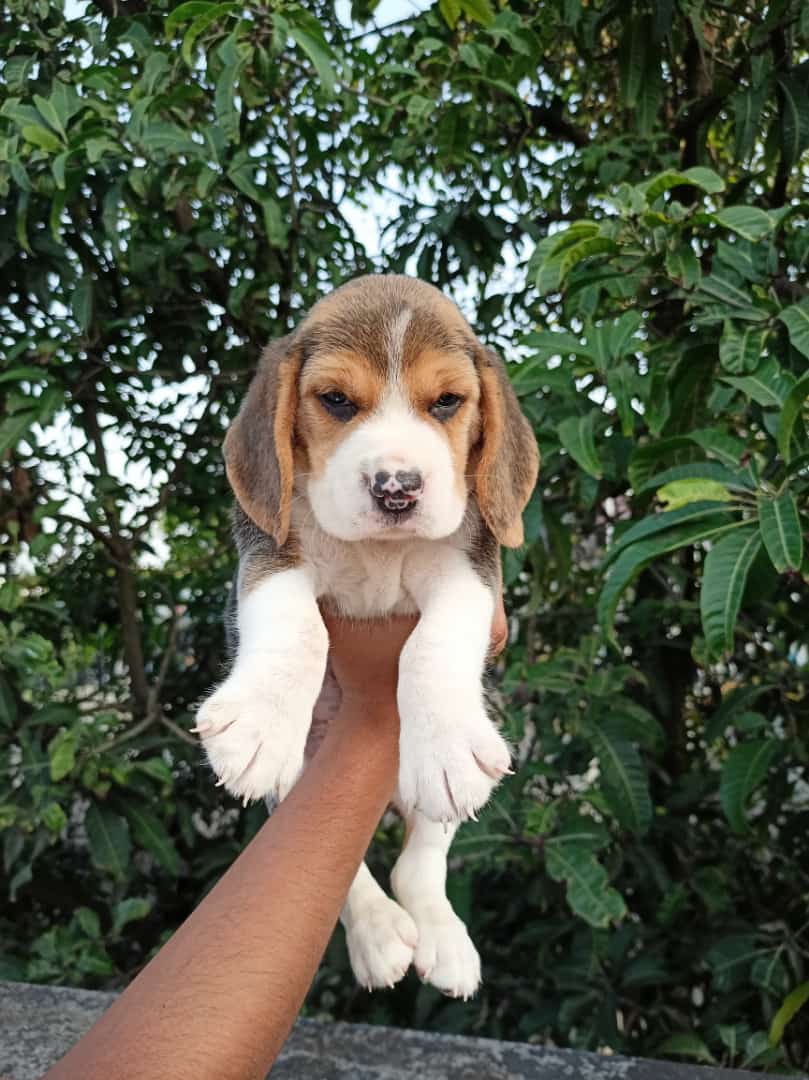 Beagle pet shop in India