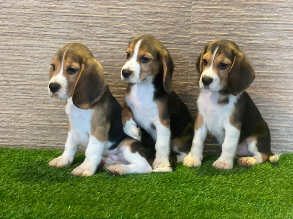 Beagle Puppies for Sale in New Delhi