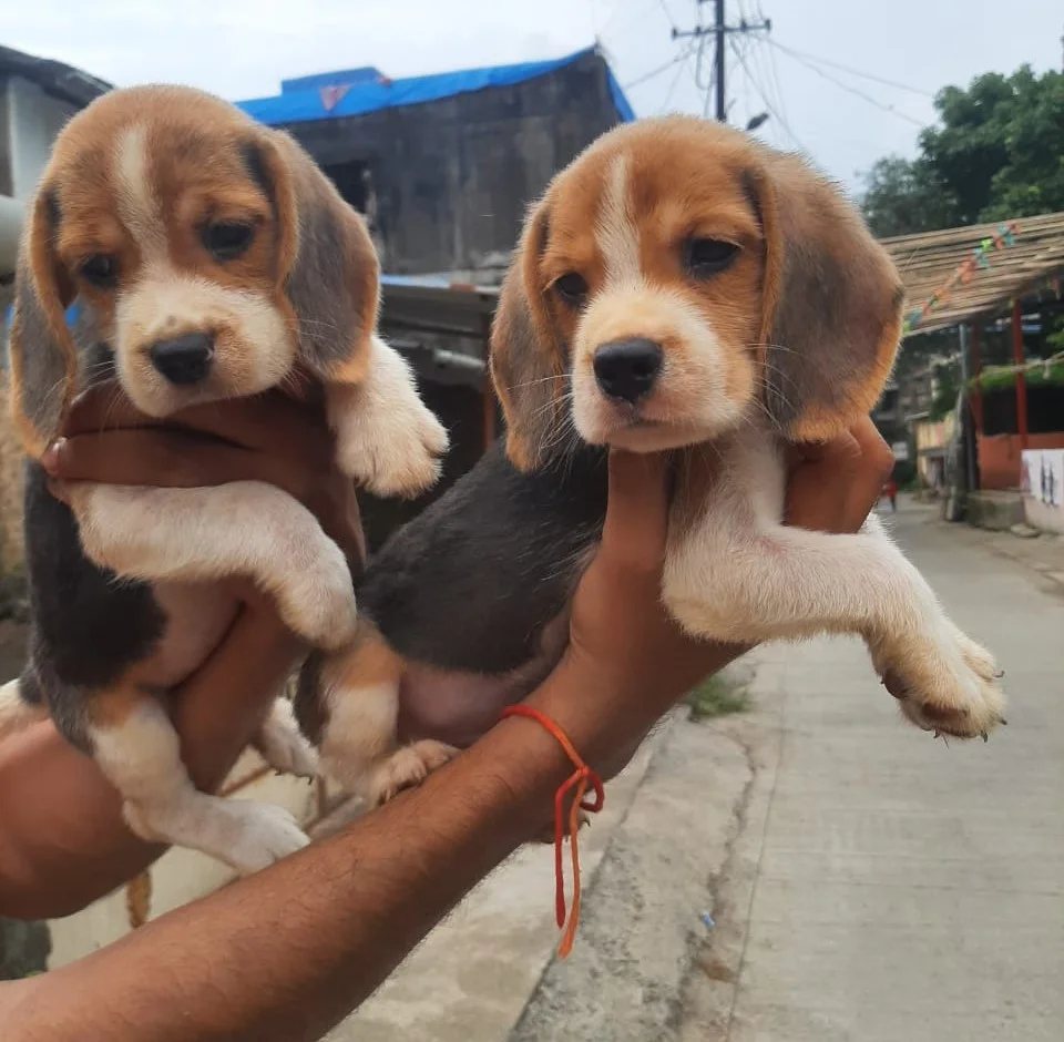 Buy Beagle puppy online in India