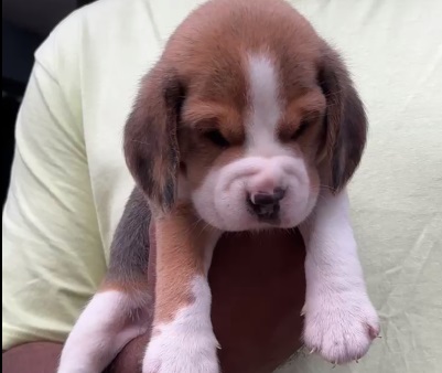 Beagle puppy purchase in India