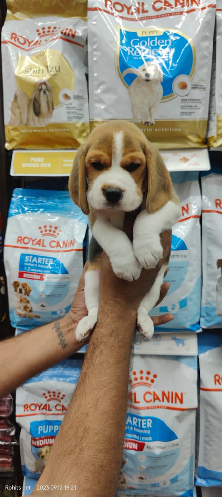 Beagle Puppies for sale in Varanasi
