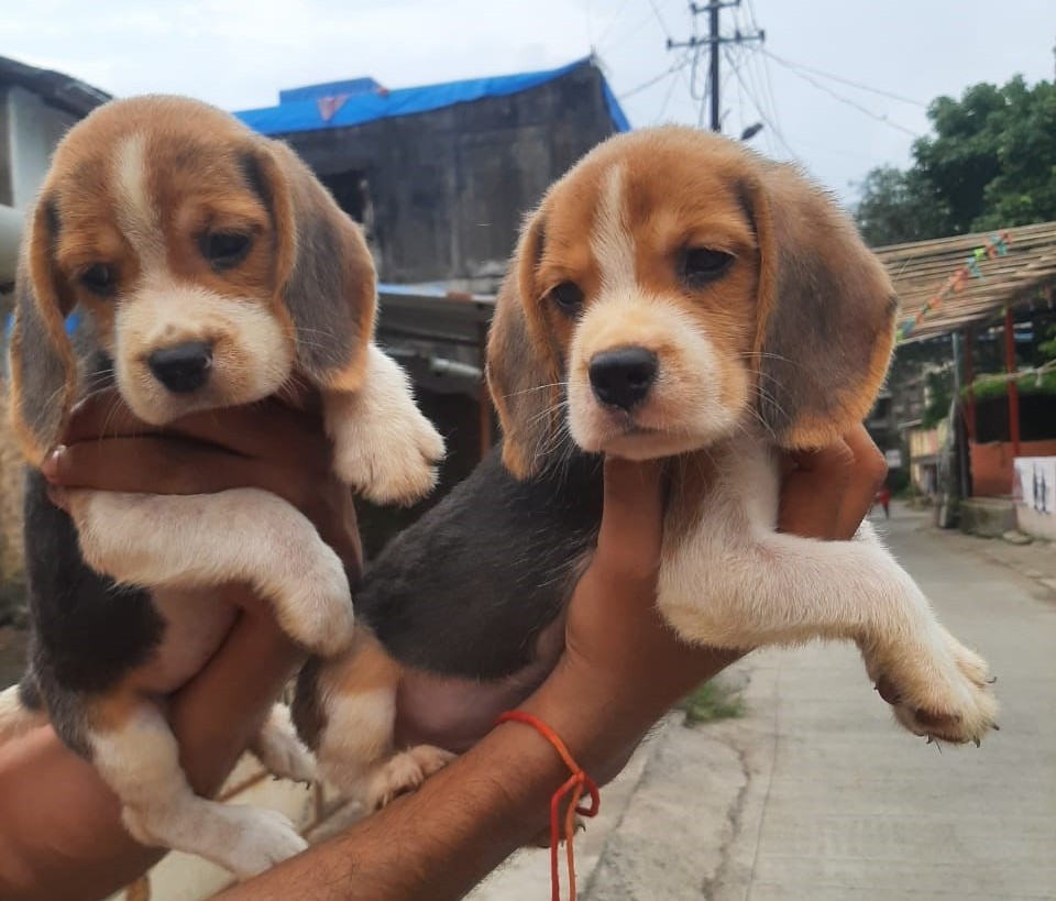 beagle price in kolkata