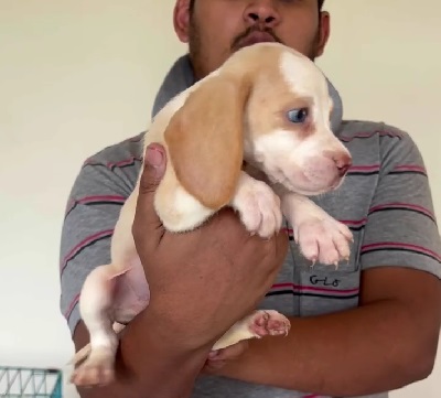 beagle puppy price in kolkata