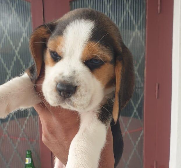 beagle dog price in kolkata