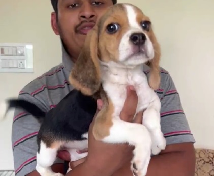 beagle male puppy price in kolkata