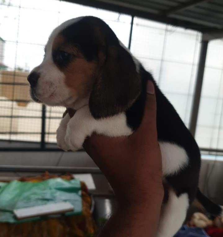 beagle dog for in kolkata